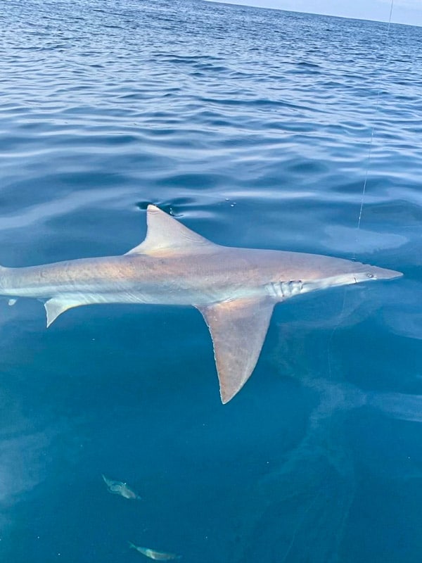 Shark swimming in Charleston Harbor