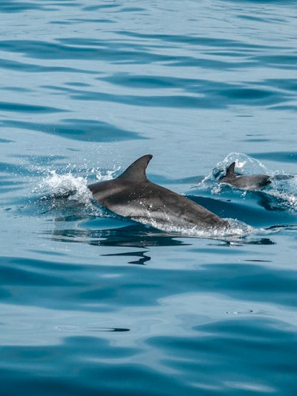 Dolphins spotted during Charleston Harbor Tour