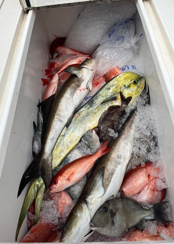 A variety of fish caught during nearshore fishing trip from, red snapper to mahi.