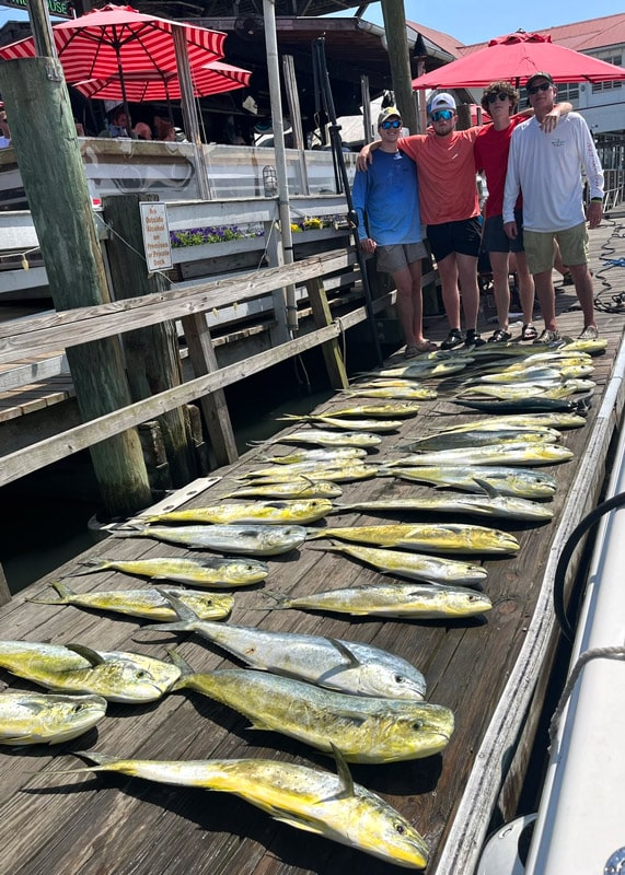 Rows of Mahi Mahi lined up on fishing dock after offshore fishing trip
